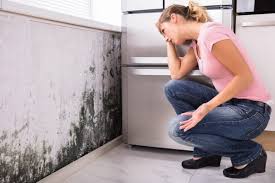 Mold Documentation for Insurance Claims in Mankato, MN